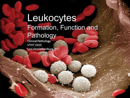 Leukocytes Formation, Function and Pathology Clinical Pathology