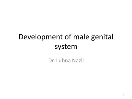 Development of male genital system