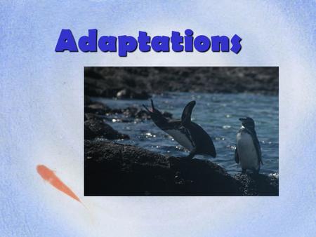 Adaptations.