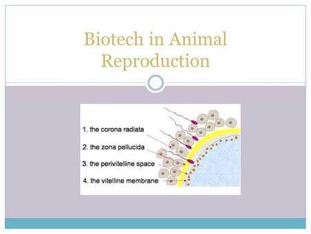 Biotech in Animal Reproduction