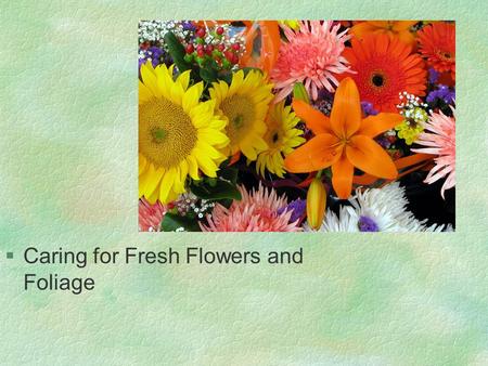 Caring for Fresh Flowers and Foliage