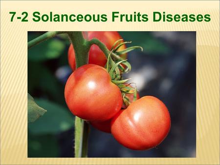 7-2 Solanceous Fruits Diseases