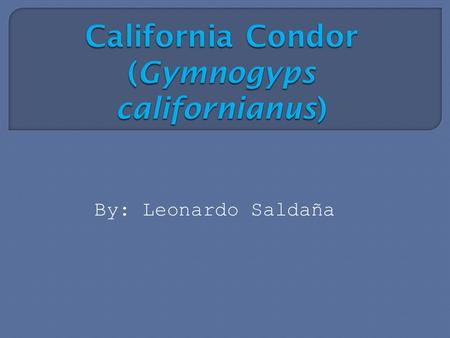 By: Leonardo Saldaña. Type: Bird Diet: Carnivore Average life span in the wild: Up to 60 Years Size: Body, 3.5 to 4.5 ft (1.1 to 1.4 m); Wingspan, 9 to.