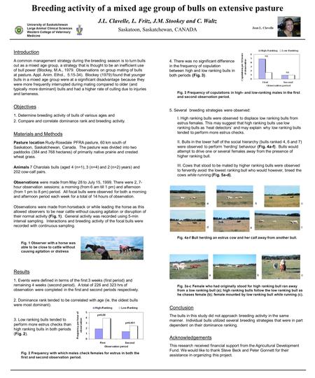 Breeding activity of a mixed age group of bulls on extensive pasture J.L. Clavelle, L. Fritz, J.M. Stookey and C. Waltz Saskatoon, Saskatchewan, CANADA.