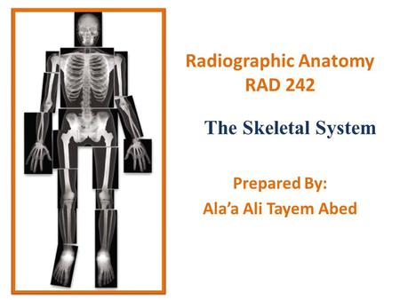 Radiographic Anatomy RAD 242