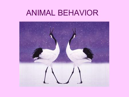 ANIMAL BEHAVIOR.