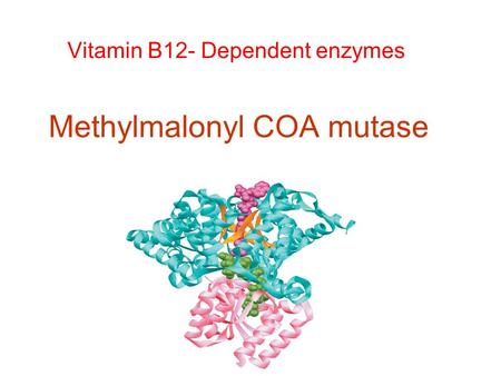 Methylmalonyl COA mutase Vitamin B12- Dependent enzymes.