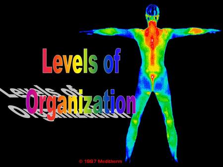 Cell: Basic unit Tissue: Group of cells –4 types Organ: Groups of tissue –Ex: lung contains each tissue Organ System: Group of organs working together.