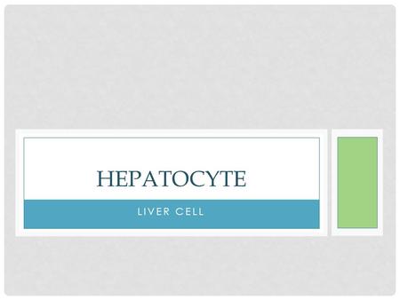 LIVER CELL HEPATOCYTE. MEMBER Samitra (Pang) #8 Vetaka (Ting) #12 Pichayatida (Jean) #16 Suthita (Palmy) #17.