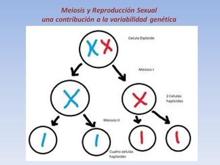 Tipos de reproducción en los seres vivos