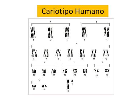 Cariotipo Humano.