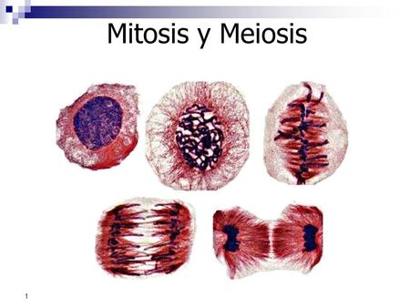 Mitosis y Meiosis.