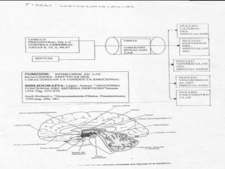 FORNIX Fibras precomisurales FUNCIÓN: Contribuyendo a la correlación olfato-viscero-somática. Establece conexiones entre la corteza y el hipotálamo.