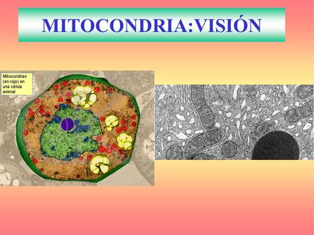 MITOCONDRIA:VISIÓN.