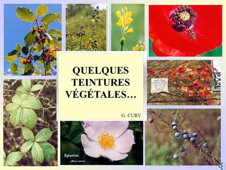 QUELQUES TEINTURES VÉGÉTALES…