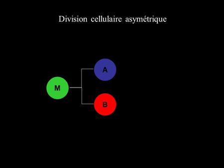 Division cellulaire asymétrique