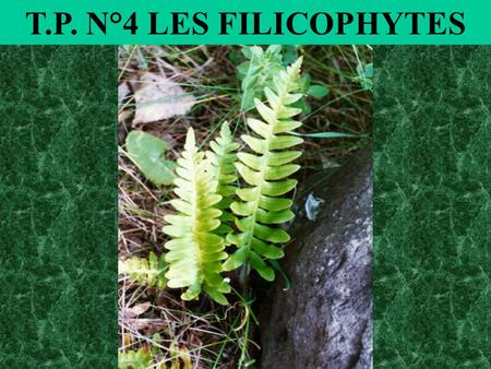 T.P. N°4 LES FILICOPHYTES.