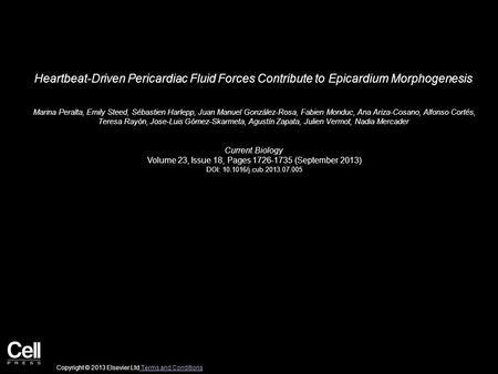 Heartbeat-Driven Pericardiac Fluid Forces Contribute to Epicardium Morphogenesis Marina Peralta, Emily Steed, Sébastien Harlepp, Juan Manuel González-Rosa,