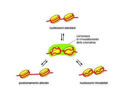 Legame cometitivo al DNA Mascheramento della superficie di attivazione Interazione con Fattori generali della trascrizione Reclutamento di complessi.