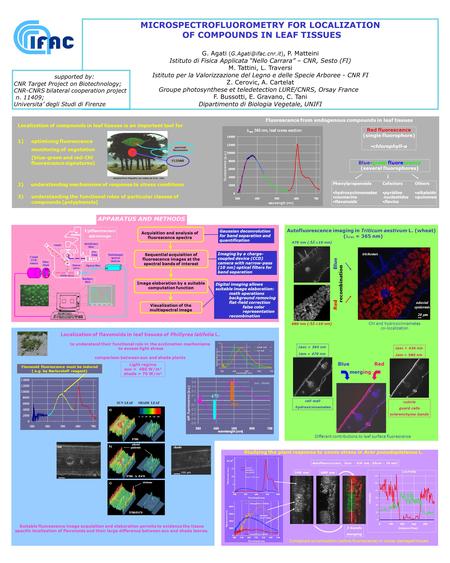 MICROSPECTROFLUOROMETRY FOR LOCALIZATION OF COMPOUNDS IN LEAF TISSUES G. Agati P. Matteini Istituto di Fisica Applicata Nello Carrara.