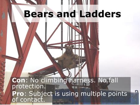 Bears and Ladders Con: No climbing harness. No fall protection. Pro: Subject is using multiple points of contact.