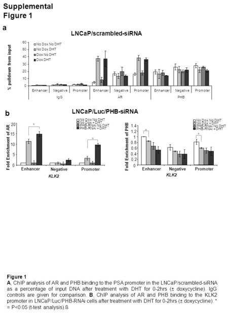 Supplemental Figure 1 a % pulldown from input LNCaP/scrambled-siRNA Figure 1 A, ChIP analysis of AR and PHB binding to the PSA promoter in the LNCaP/scrambled-siRNA.