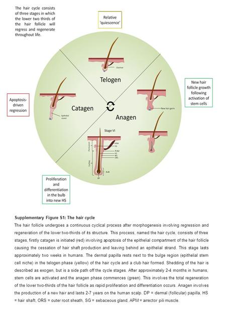 Supplementary Figure S1: The hair cycle The hair follicle undergoes a continuous cyclical process after morphogenesis involving regression and regeneration.