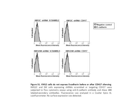 KM12C shRNA SCRAMBLE KM12C shRNA CDH17 Negative control E-cadherin