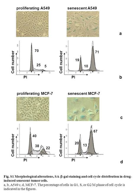 70 25 5 PI Cell number proliferating A549 19 10 71 PI Cell number 40 38 22 PI Cell number 20 13 67 PI Cell number senescent A549 proliferating MCF-7senescent.