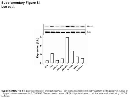 Actin PEA-15 2774 Hey KOC-7c OVCA420 OVCA432 OVTOKO RMG-1 SKOV3.ip1 Supplementary Fig. S1. Expression level of endogenous PEA-15 in ovarian cancer cell.