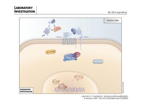 Laboratory Investigation advance online publication 8 January 2007; doi:10.1038/labinvest.3700509 No Wnt signaling.