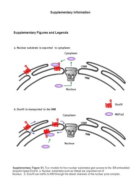 Supplementary Figure S1. Two models for how nuclear substrates gain access to the ER-embedded ubiquitin ligase Doa10. a. Nuclear substrates such as Mat.