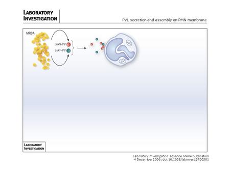 Laboratory Investigation advance online publication 4 December 2006; doi:10.1038/labinvest.3700501 PVL secretion and assembly on PMN membrane.