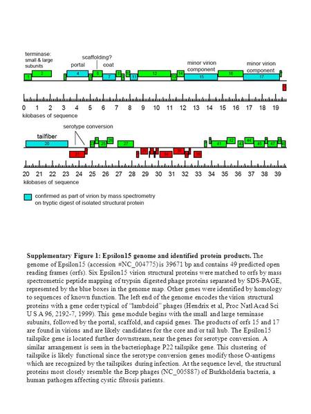 Genome map Supplementary Figure 1: Epsilon15 genome and identified protein products. The genome of Epsilon15 (accession #NC_004775) is 39671 bp and contains.