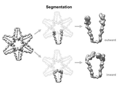 Segmentation outward inward. Three Conformations Myosin-V with ADP (PDB - 1W7I) pre-power stroke state in scallop muscle (PDB - 1QVI) F-actin pre-power.