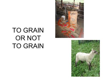 TO GRAIN OR NOT TO GRAIN. SHELBURNE FARMS LAMB FEEDING TRIAL Phoebe Garfinkel Sam (Shepherd) Smith Chet Parsons Ed Jackson Rachel Gilker Elaine Burnor.