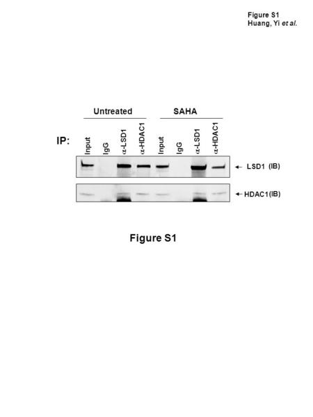 Input IgG -LSD1 -HDAC1 Untreated SAHA LSD1 HDAC1 Input IgG -LSD1 -HDAC1 IP: (IB) Figure S1 Huang, Yi et al.