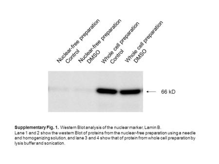 Nuclear-free preparation Control Nuclear-free preparation DMSO Whole cell preparation Control Whole cell preparation DMSO 66 kD Supplementary Fig. 1. Western.