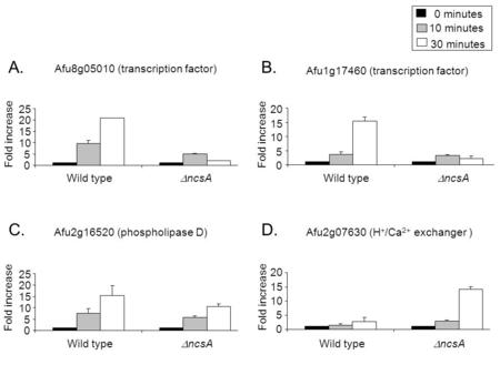 0 5 10 15 20 25 Wild type 0 minutes 10 minutes 30 minutes 0 5 10 15 20 0 5 10 15 20 25 0 5 10 15 20 ncsA Afu8g05010 (transcription factor) Fold increase.