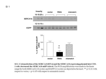 VectorRNAimismatch 12-14-16 c 16-18-20 c linearity EGFP SERCA1b vectorRNAimismatch ** + SI 1 SI 1: Cotransfection of the SERCA1b RNAi and the SERCA1b expressing.