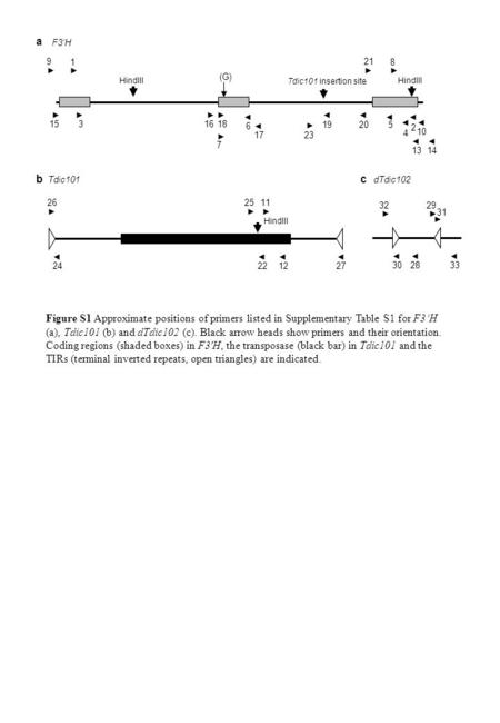 Figure S1 Approximate positions of primers listed in Supplementary Table S1 for F3H (a), Tdic101 (b) and dTdic102 (c). Black arrow heads show primers and.