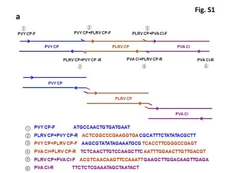 PVY CP-F ATGCCAACTGTGATGAAT PLRV CP+PVY CP-R ACTCGGCCCGAAGGTGA CGCATTTCTATATACGCTT PVY CP+PLRV CP-F AAGCGTATATAGAAATGCG TCACCTTCGGGCCGAGT PVA CI+PLRV CP-R.