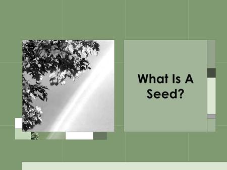 What Is A Seed?.