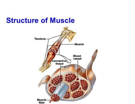 Structure of Muscle. Sliding Filament Hypothesis n During Contraction n Proteins DO NOT actually shorten n Rather they slide past one another n Support.