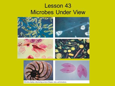 Lesson 43 Microbes Under View