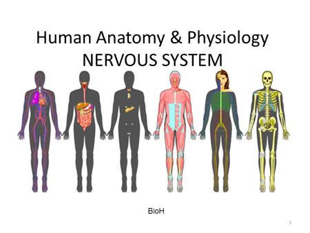 Human Anatomy & Physiology NERVOUS SYSTEM