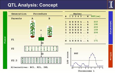 QTL Analysis: Concept  Parents F1 F2 F2:3 × A B Generation Procedure