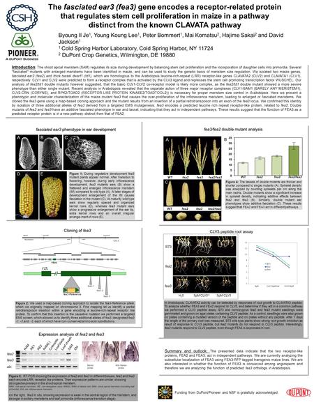 The fasciated ear3 (fea3) gene encodes a receptor-related protein