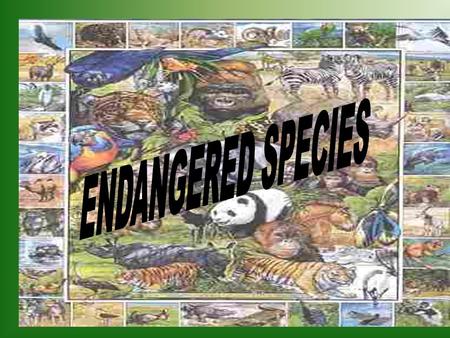 An endangered species is one that is getting close to extinction.