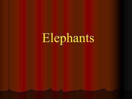 Elephants.